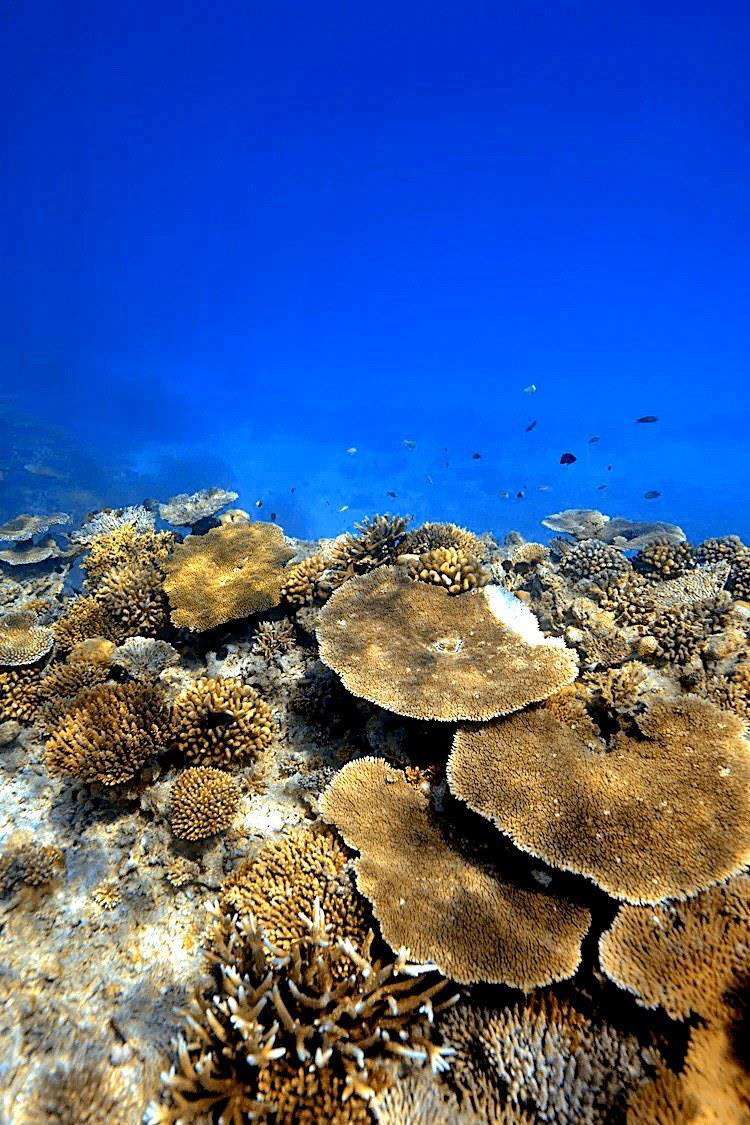 Underwater reef photo after color correction