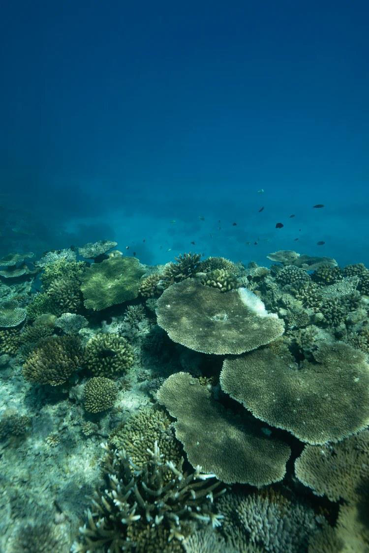 Underwater reef photo before color correction